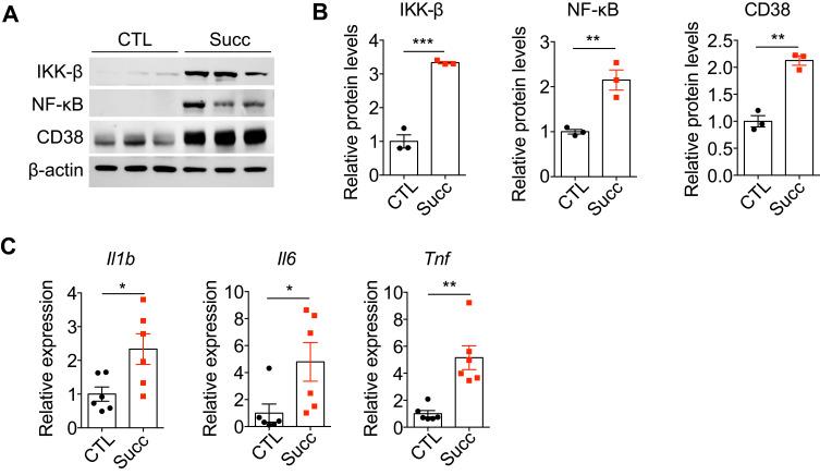 https://cdn.ncbi.nlm.nih.gov/pmc/blobs/9f86/12178263/30a3f3b691dd/JIR-18-7827-g0004.jpg