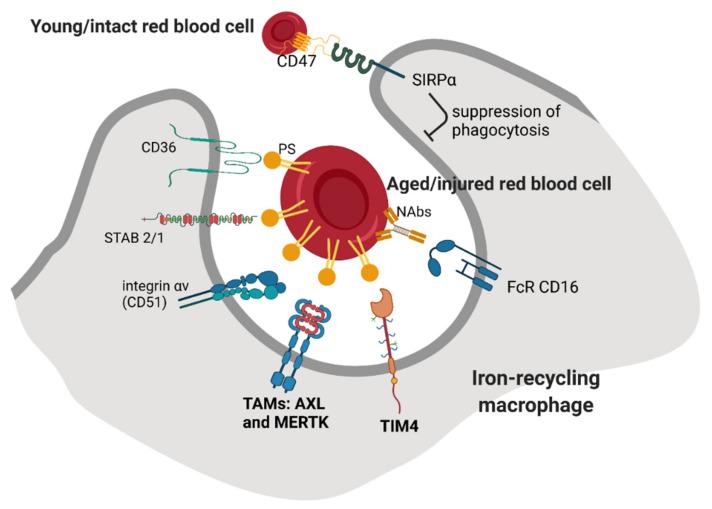 https://cdn.ncbi.nlm.nih.gov/pmc/blobs/9f87/8469827/57a98e590ab2/genes-12-01364-g002.jpg
