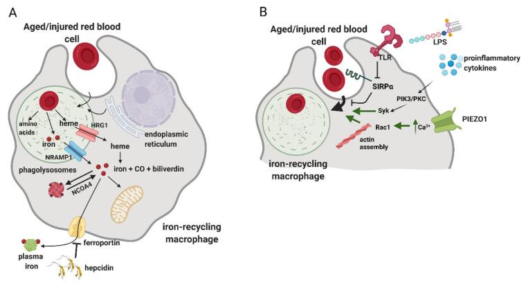 https://cdn.ncbi.nlm.nih.gov/pmc/blobs/9f87/8469827/73d667bf8687/genes-12-01364-g004.jpg