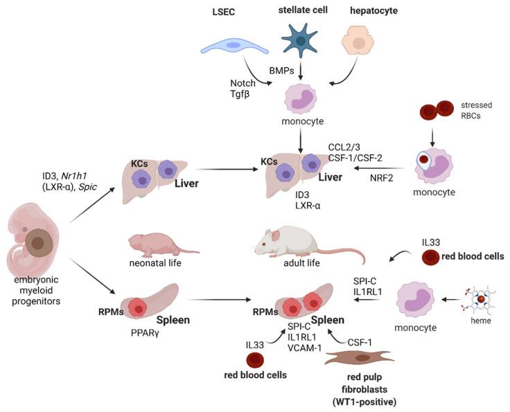 https://cdn.ncbi.nlm.nih.gov/pmc/blobs/9f87/8469827/aee49d3b9b19/genes-12-01364-g005.jpg