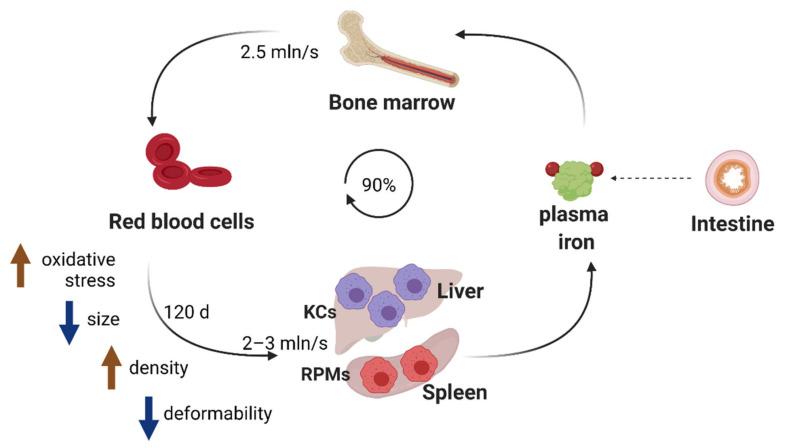 https://cdn.ncbi.nlm.nih.gov/pmc/blobs/9f87/8469827/e8497effec03/genes-12-01364-g001.jpg