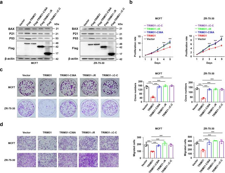 https://cdn.ncbi.nlm.nih.gov/pmc/blobs/9f8c/8516922/49529c85f8c5/41419_2021_4208_Fig6_HTML.jpg