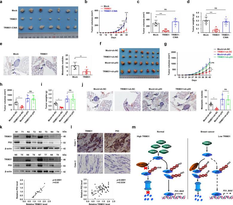 https://cdn.ncbi.nlm.nih.gov/pmc/blobs/9f8c/8516922/bc1f77a3ac40/41419_2021_4208_Fig7_HTML.jpg