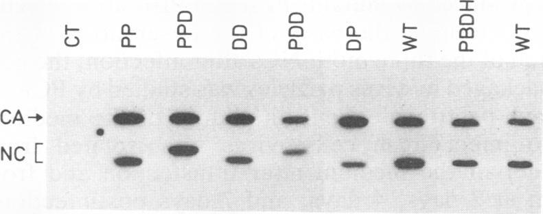 https://cdn.ncbi.nlm.nih.gov/pmc/blobs/9f90/237413/fd9870769004/jvirol00023-0013-c.jpg