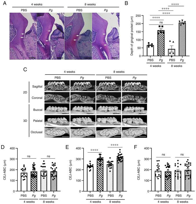 https://cdn.ncbi.nlm.nih.gov/pmc/blobs/9f90/9242655/4af43212341c/IJMM-50-02-05159-g01.jpg