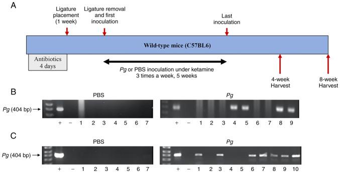 https://cdn.ncbi.nlm.nih.gov/pmc/blobs/9f90/9242655/bfa5a61fd6b2/IJMM-50-02-05159-g00.jpg