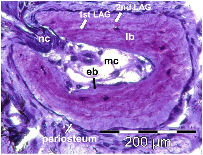 https://cdn.ncbi.nlm.nih.gov/pmc/blobs/9f94/11475656/8f8bb917152c/animals-14-02869-g002.jpg