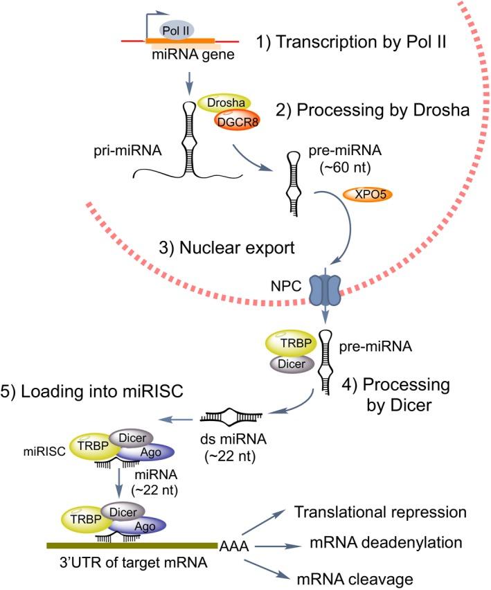 https://cdn.ncbi.nlm.nih.gov/pmc/blobs/9f95/6174949/5d890910c52c/FEB2-592-2884-g001.jpg