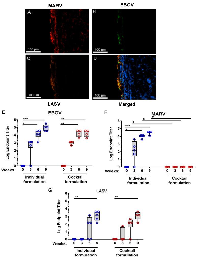 https://cdn.ncbi.nlm.nih.gov/pmc/blobs/9f95/7997291/d1345824683d/viruses-13-00382-g001.jpg