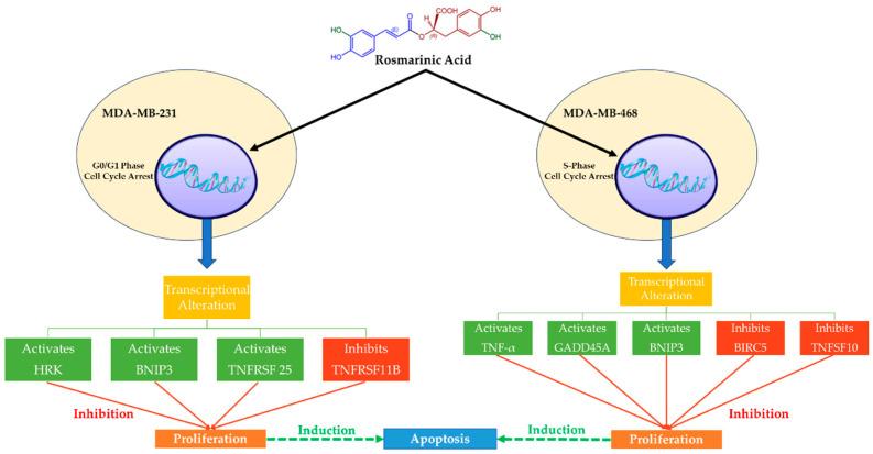 https://cdn.ncbi.nlm.nih.gov/pmc/blobs/9f9a/10780465/2f0b06835c35/nutrients-16-00002-g003.jpg