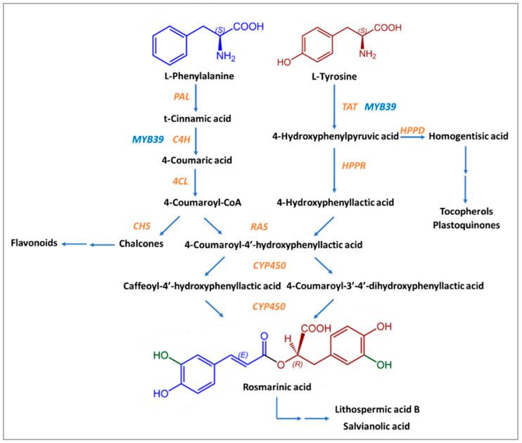https://cdn.ncbi.nlm.nih.gov/pmc/blobs/9f9a/10780465/c36592a1ae65/nutrients-16-00002-g002.jpg