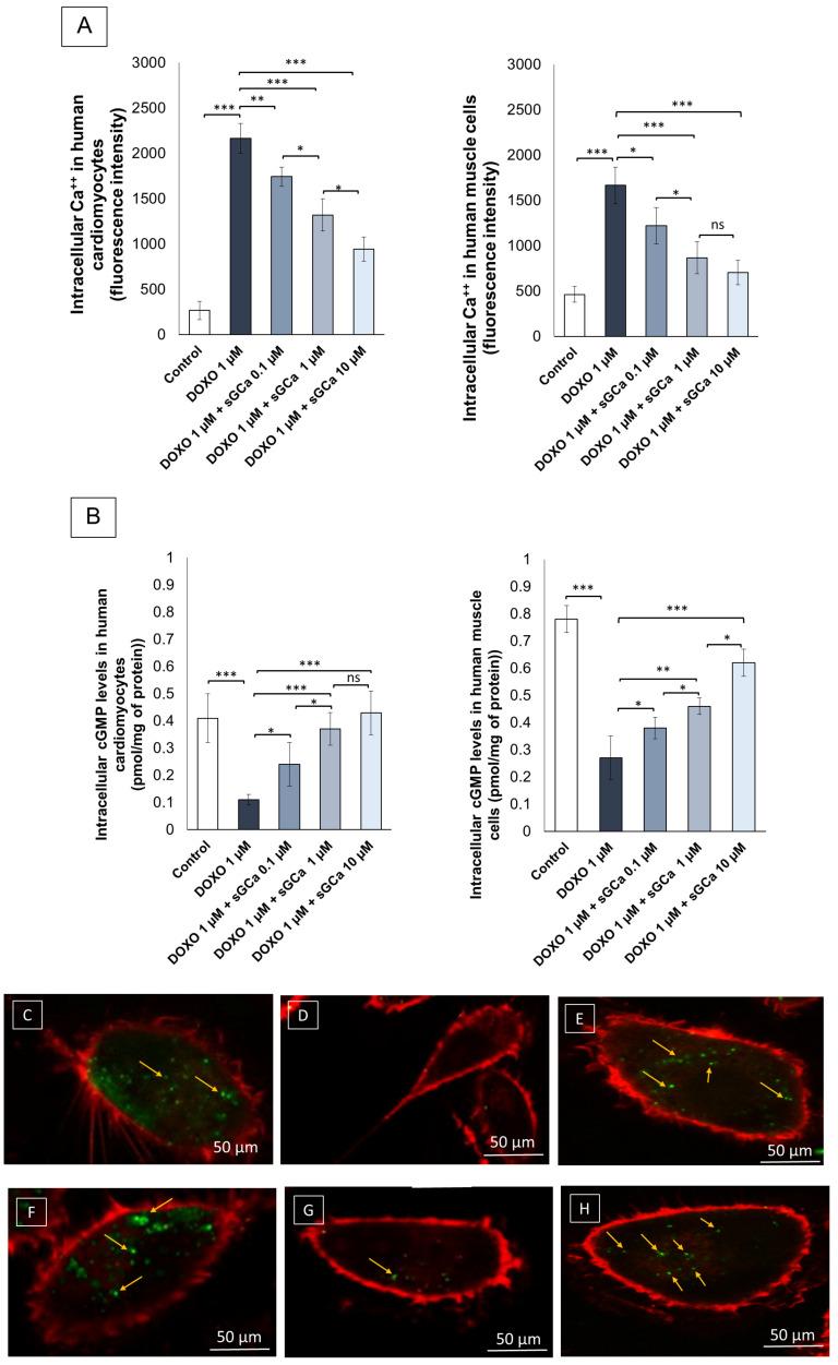 https://cdn.ncbi.nlm.nih.gov/pmc/blobs/9f9a/11047880/4bacc65d9b93/cancers-16-01487-g003.jpg