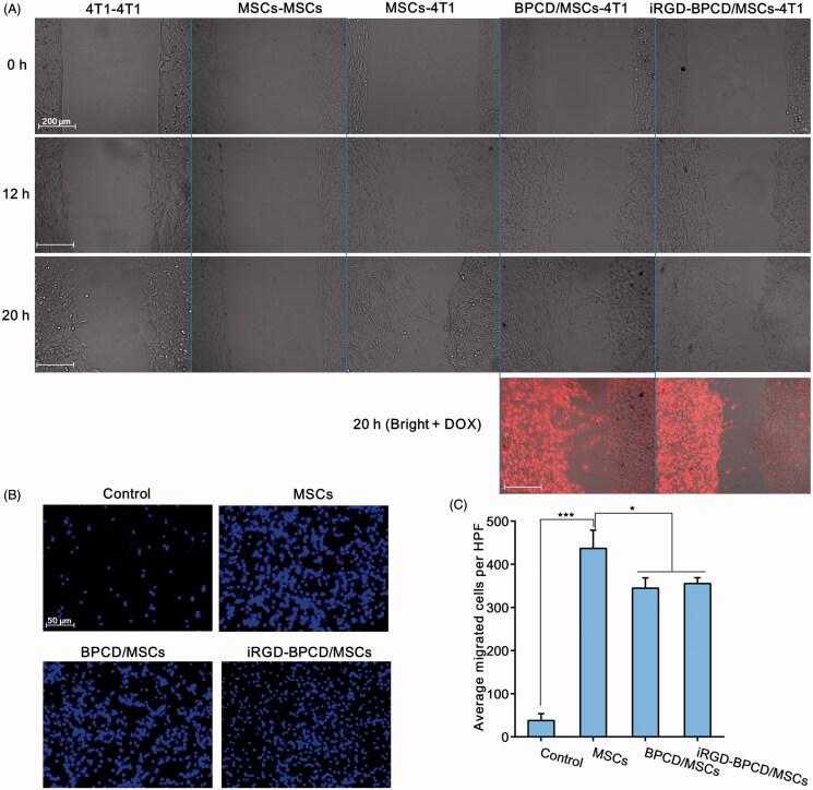 https://cdn.ncbi.nlm.nih.gov/pmc/blobs/9f9a/8241180/ba5213ab59bc/IDRD_A_1375580_F0004_C.jpg