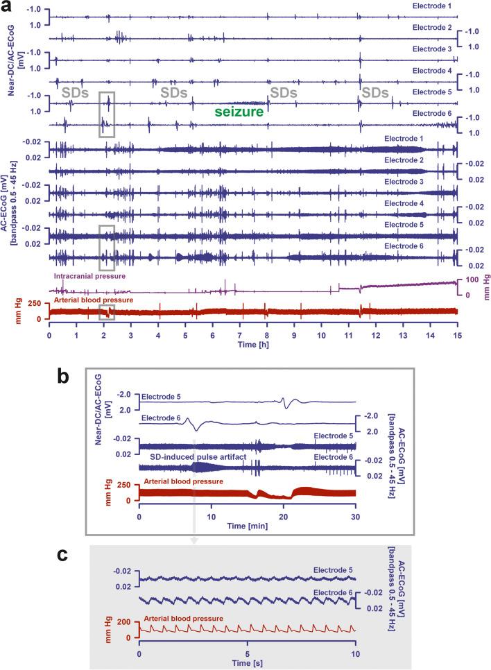 https://cdn.ncbi.nlm.nih.gov/pmc/blobs/9f9b/11772537/84f38025b5ce/12975_2024_1237_Fig7_HTML.jpg