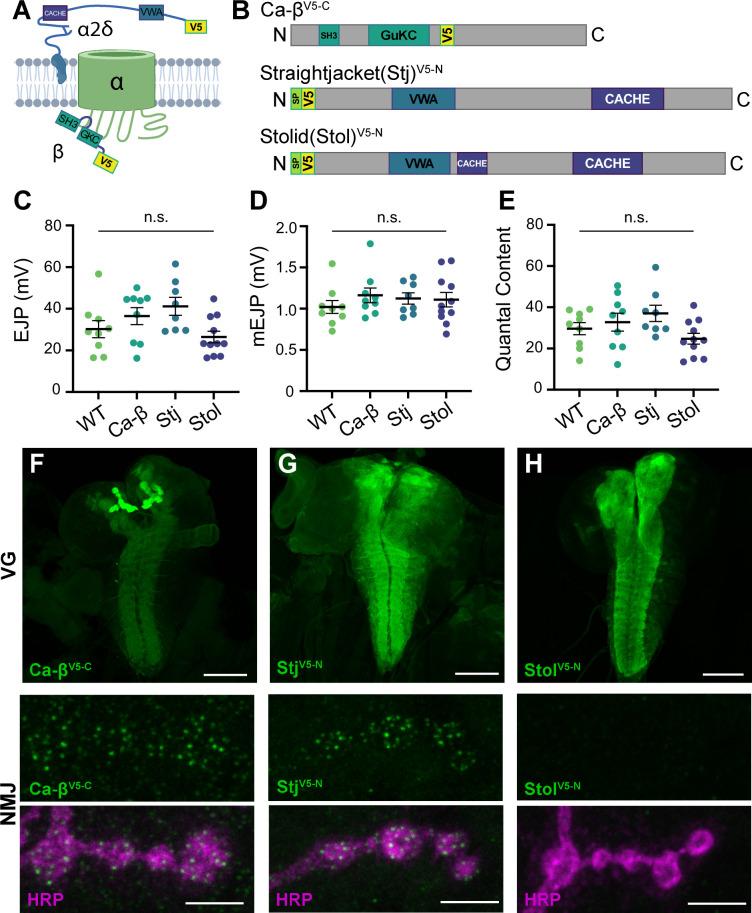 https://cdn.ncbi.nlm.nih.gov/pmc/blobs/9f9f/11410372/88681772bfe2/elife-88412-fig5.jpg