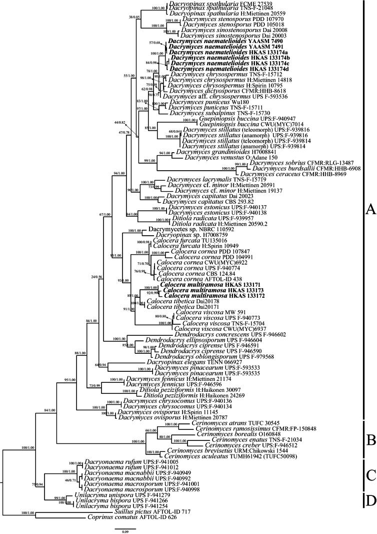 https://cdn.ncbi.nlm.nih.gov/pmc/blobs/9fa3/11336384/4e0173fe2193/mycokeys-107-327-g002.jpg