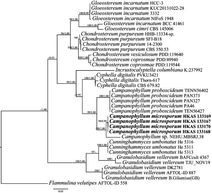 https://cdn.ncbi.nlm.nih.gov/pmc/blobs/9fa3/11336384/c9611be46560/mycokeys-107-327-g001.jpg