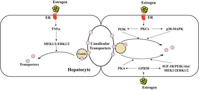 https://cdn.ncbi.nlm.nih.gov/pmc/blobs/9fa3/8606790/40a130ef2460/fphar-12-761255-g002.jpg