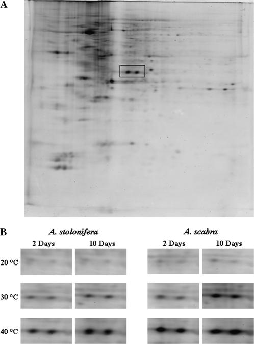 https://cdn.ncbi.nlm.nih.gov/pmc/blobs/9fa7/2639019/a5139404f12f/jexbotern258f04_ht.jpg