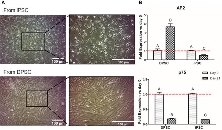 https://cdn.ncbi.nlm.nih.gov/pmc/blobs/9fa7/7876244/119aa254aaf3/fbioe-09-617724-g0003.jpg