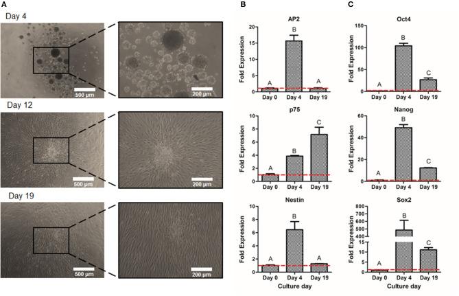 https://cdn.ncbi.nlm.nih.gov/pmc/blobs/9fa7/7876244/ecf49e761311/fbioe-09-617724-g0006.jpg