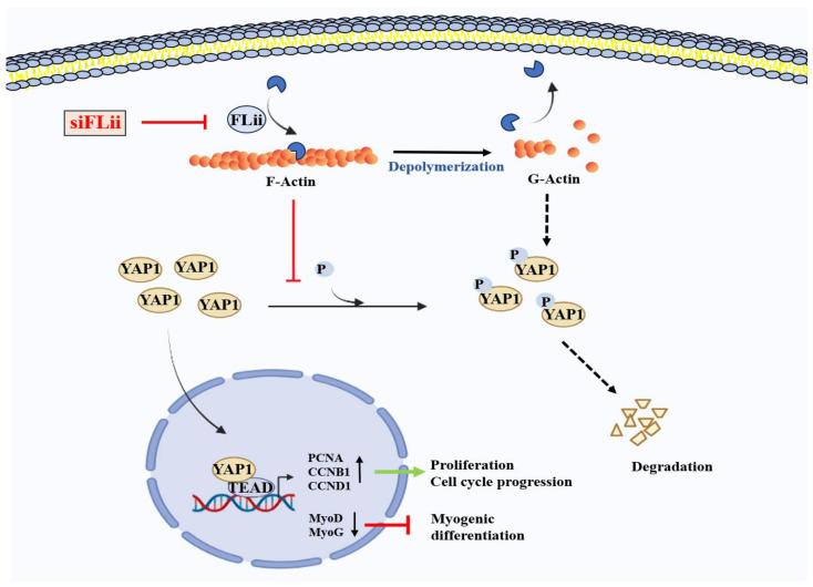 https://cdn.ncbi.nlm.nih.gov/pmc/blobs/9fa8/10531566/24159e3cb087/ijms-24-14335-g006.jpg