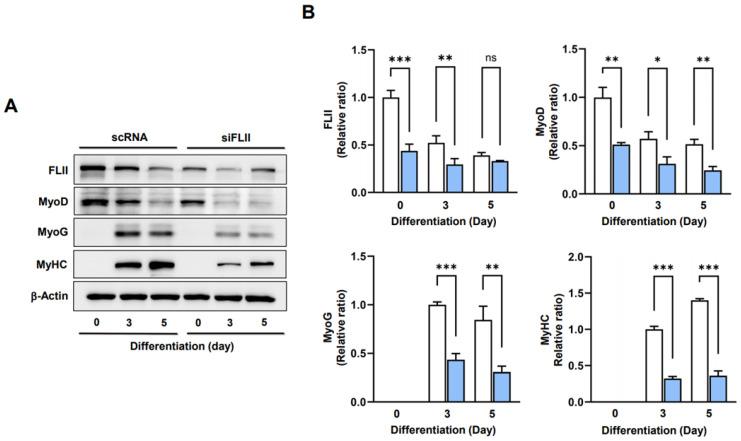 https://cdn.ncbi.nlm.nih.gov/pmc/blobs/9fa8/10531566/6ef2dd89f954/ijms-24-14335-g004.jpg