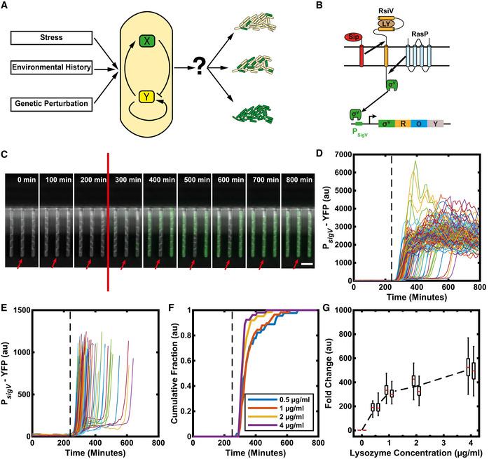 https://cdn.ncbi.nlm.nih.gov/pmc/blobs/9faa/8287880/5af8beeaca46/MSB-17-e9832-g007.jpg
