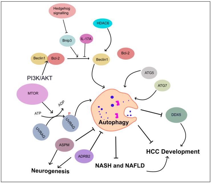 https://cdn.ncbi.nlm.nih.gov/pmc/blobs/9fad/10671265/e138f1f11869/ijms-24-16255-g004.jpg