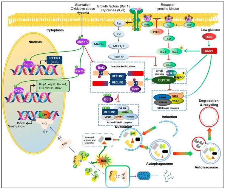 https://cdn.ncbi.nlm.nih.gov/pmc/blobs/9fad/10671265/ee24386bd380/ijms-24-16255-g002.jpg