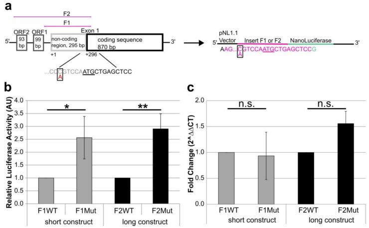 https://cdn.ncbi.nlm.nih.gov/pmc/blobs/9fb2/11595341/3d07178a6067/ijms-25-12444-g002.jpg