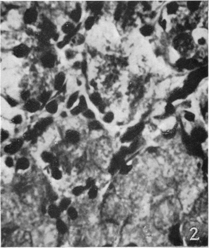https://cdn.ncbi.nlm.nih.gov/pmc/blobs/9fb3/1249285/d4abf976ee21/janat00534-0177-b.jpg