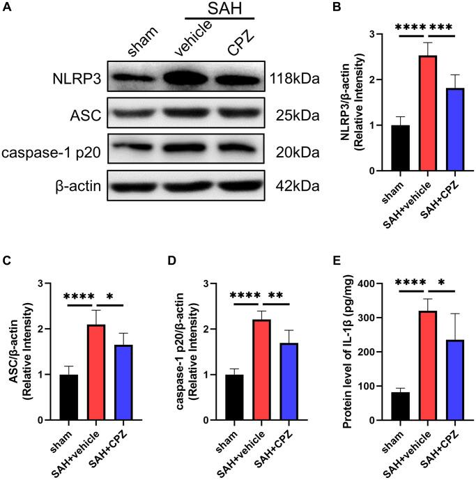https://cdn.ncbi.nlm.nih.gov/pmc/blobs/9fb5/10866436/e44630bb3251/aging-16-205379-g004.jpg