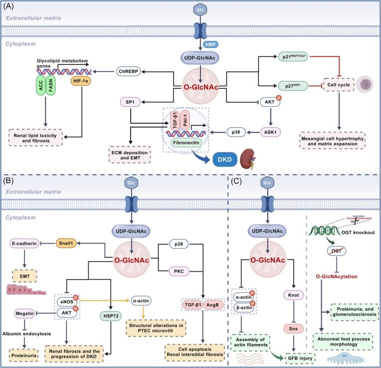https://cdn.ncbi.nlm.nih.gov/pmc/blobs/9fb7/12368498/2cdc1cd6d049/pbaf017fig4.jpg