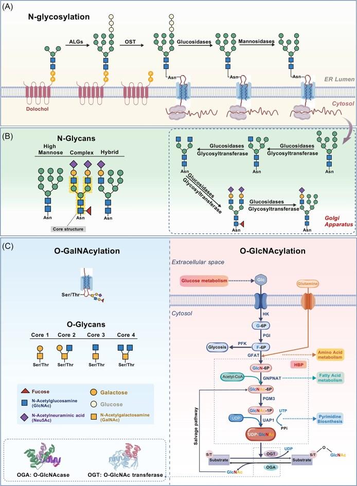 https://cdn.ncbi.nlm.nih.gov/pmc/blobs/9fb7/12368498/54b7cfdff5e7/pbaf017fig1.jpg
