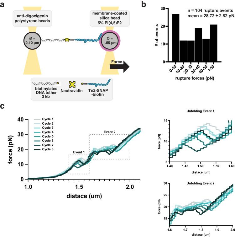 https://cdn.ncbi.nlm.nih.gov/pmc/blobs/9fb8/11166923/685503f501a9/41467_2024_49222_Fig5_HTML.jpg