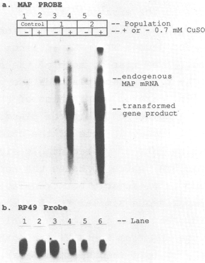 https://cdn.ncbi.nlm.nih.gov/pmc/blobs/9fb8/334736/68dfe925dee1/nar00145-0271-a.jpg