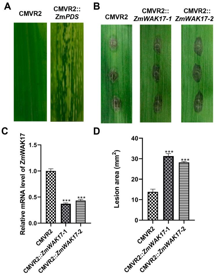https://cdn.ncbi.nlm.nih.gov/pmc/blobs/9fb9/12072874/402aa1135969/ijms-26-04369-g010.jpg