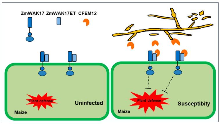 https://cdn.ncbi.nlm.nih.gov/pmc/blobs/9fb9/12072874/f3b84dea1472/ijms-26-04369-g011.jpg