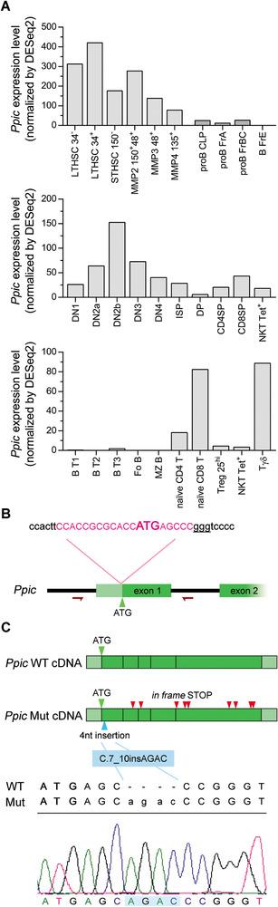 https://cdn.ncbi.nlm.nih.gov/pmc/blobs/9fbb/8453708/670f5c2a2da5/EJI-51-1968-g002.jpg