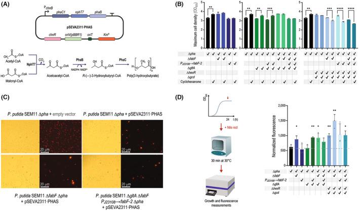 https://cdn.ncbi.nlm.nih.gov/pmc/blobs/9fbd/11539682/64452e6981ea/MBT2-17-e70044-g003.jpg