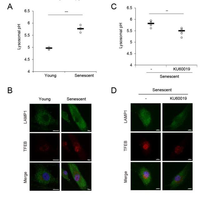 https://cdn.ncbi.nlm.nih.gov/pmc/blobs/9fbd/7037765/3388aa5fb0f7/ijms-21-01022-g004a.jpg