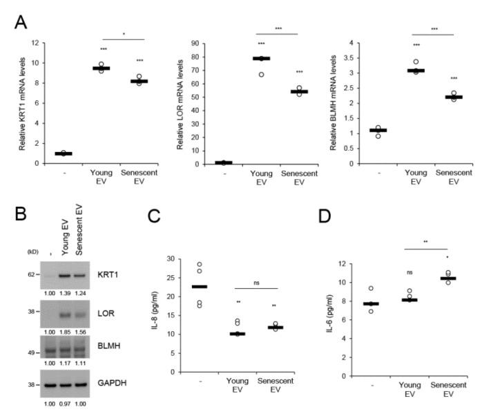 https://cdn.ncbi.nlm.nih.gov/pmc/blobs/9fbd/7037765/a933ee24553a/ijms-21-01022-g005.jpg