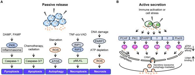https://cdn.ncbi.nlm.nih.gov/pmc/blobs/9fbe/7297982/a487738153c9/fimmu-11-01189-g0002.jpg