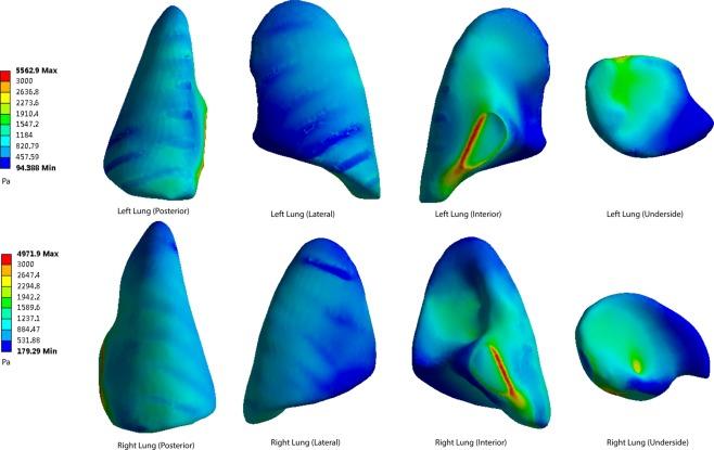 https://cdn.ncbi.nlm.nih.gov/pmc/blobs/9fc0/6401050/ebc484c05614/41598_2019_40176_Fig7_HTML.jpg