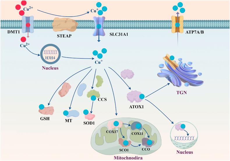 https://cdn.ncbi.nlm.nih.gov/pmc/blobs/9fc2/12391698/ff96eca2f0b6/gr1.jpg