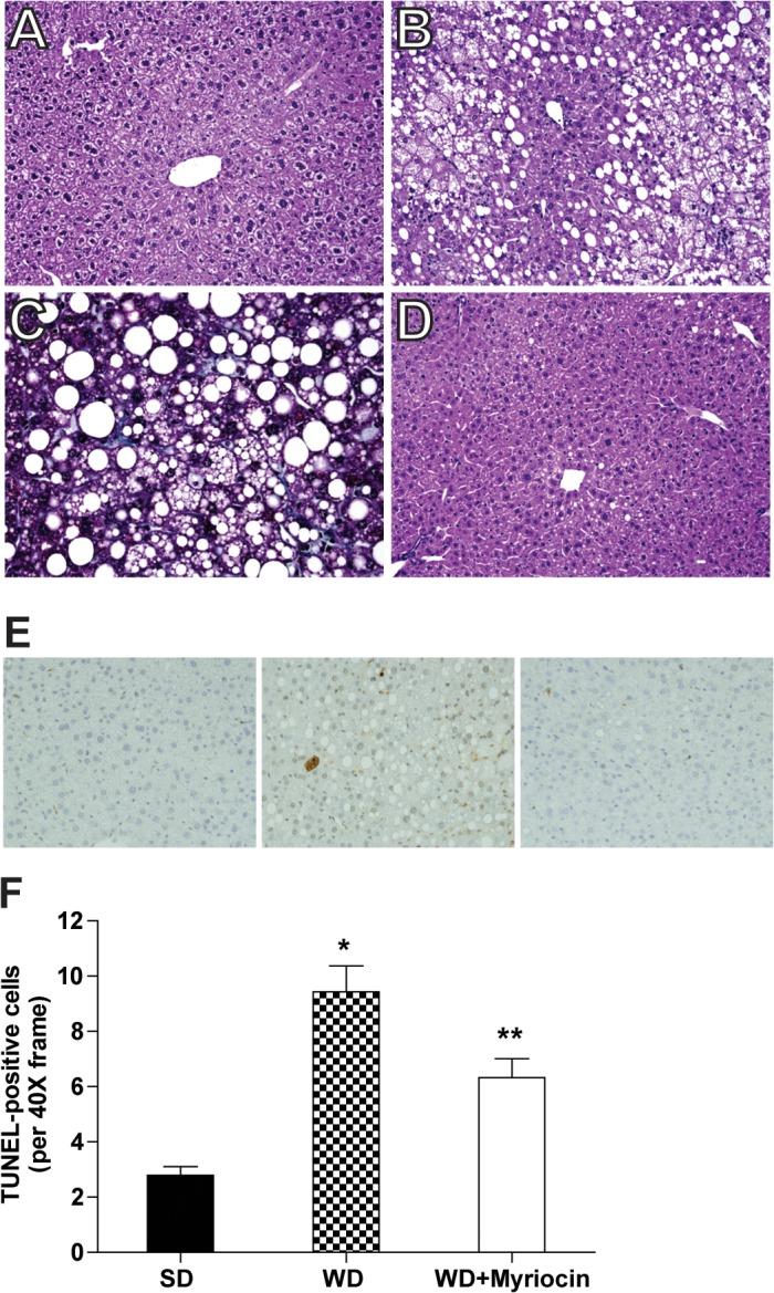 https://cdn.ncbi.nlm.nih.gov/pmc/blobs/9fc5/4439060/cc05b7c0c3dd/pone.0126910.g005.jpg