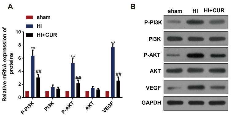 https://cdn.ncbi.nlm.nih.gov/pmc/blobs/9fc9/7445479/cde62b61eb9d/KJPP-24-423-f2.jpg