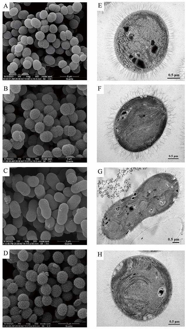 https://cdn.ncbi.nlm.nih.gov/pmc/blobs/9fca/12060301/1b876168a815/12866_2025_3993_Fig2_HTML.jpg