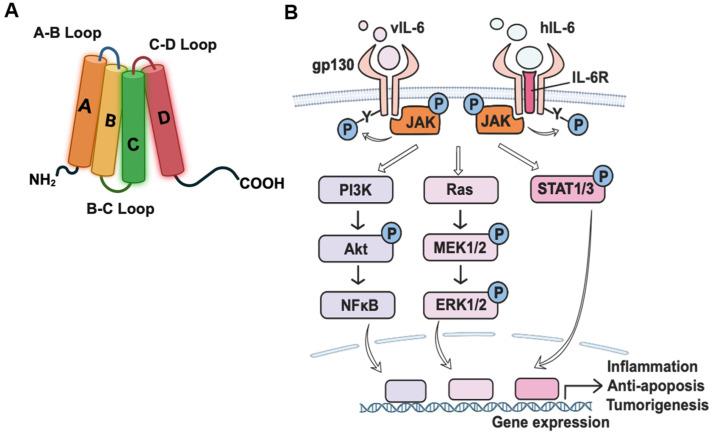 https://cdn.ncbi.nlm.nih.gov/pmc/blobs/9fd0/11680145/00327be6a18f/viruses-16-01900-g001.jpg